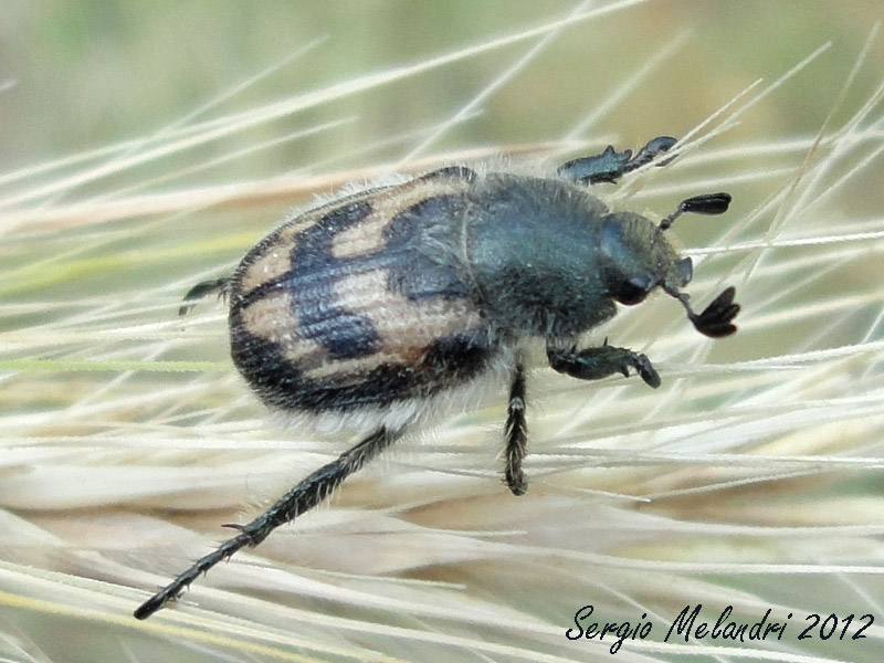 Rutelidae - Anisoplia ?